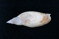 藏品(少女渦螺)的圖片